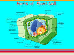 Check spelling or type a new query. Parts Of Plant Cell A Large Central Vacuole A Water Filled Volume Enclosed By A Membrane Known As Thetonoplast That Maintains The Cell S Turgor Controls Ppt Download