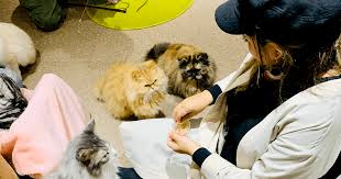 Tokyo has achieved worldwide fame for its animal cafés. Best Cat Cafes In Tokyo Japan With Rates Included