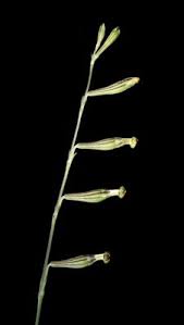 Image result for Silene burchellii