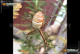 Most cover the eggs with a sheet of tough silk that can attach to almost any surface. Banded Garden Spider Argiope Trifasciata