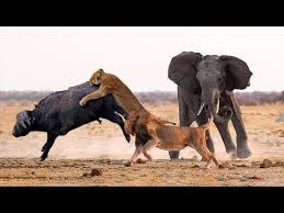 Hero Elephant Save Buffalo In Despair Between King Lions Hungry Youtube Wild Animals Videos Animal Tv Animals