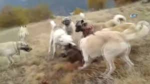 Kangallar Domuzu Boyle Parcaladi Dailymotion Video