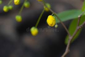 Image result for Cassia abbreviata