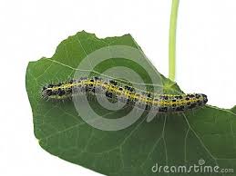 Black And Yellow Hairy Caterpillar Close Up Of Green Yellow And Black Hairy Caterpillar Eating A Nasturtium Leaf Found In Athens Greece Caterpillar Eating Nasturtium Green