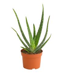 Die aloe vera ist gleich auf fünf kontinenten zu hause. Aloe Vera Dehner