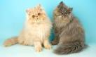 Persian Cat Behavior Tips - Pet Central by Chewy