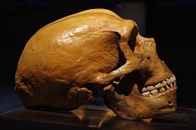 3,868 Neanderthal Stock Photos, Pictures & Royalty-Free Images - iStock