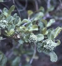 Image result for Pavetta gerstneri