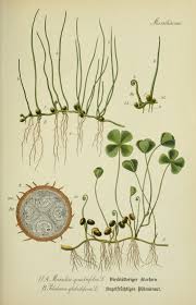 Clover From Flora Von Deutschland Osterreich Und Der Schweiz Biodiversity Heritage Lib Botanical Drawings Botanical Illustration Vintage Botanical Prints