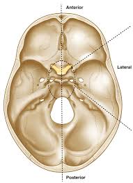 The occipital bone forms the back of the skull and the base of the cranium. Endoscopic Approaches In Skull Base Surgery And Their Indications Springerlink