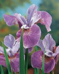 Iris siberica vancouver island grows. Siberian Iris Grow Siberian Iris