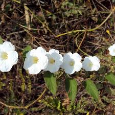 Image result for Embelia multiflora