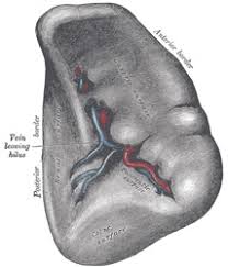 The spleen is an organ found in all vertebrates. Xi Splanchnology 4g The Spleen Gray Henry 1918 Anatomy Of The Human Body