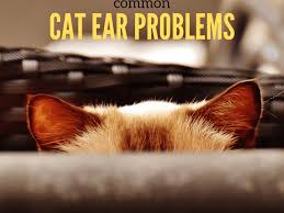 An aural hematoma is a collection of blood between the skin and the cartilage of the ear of a dog or cat. Cat Ear Problems Pethelpful By Fellow Animal Lovers And Experts
