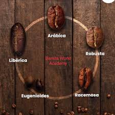 Image result for Coffea schliebenii