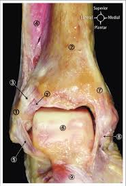Three ligaments on the outside of the ankle that make up the lateral ligament complex, as follows: Anatomical Dissection Of The Lateral Ankle Ligaments 1 Lateral Download Scientific Diagram