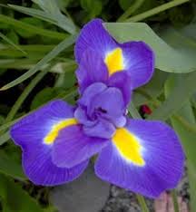 Its flowers have long stalks, which rise above the leaves' mound. Design A Garden For Flowers All Summer Great Plant List The Old Farmer S Almanac
