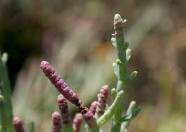 Image result for Salicornia perrieri