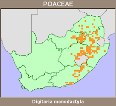 Image result for Digitaria monodactyla