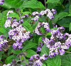 Image result for Heliotropium lineare