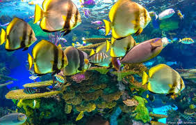 How To Have The Best Experience At Ripley'S Aquarium - Epic Experiences