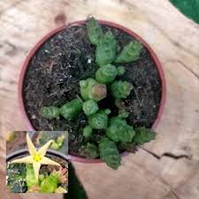Image result for Piaranthus atrosanguineus