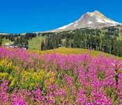 ROAD TRIP - Mt. Hood Meadows Chairlift wildlife ride and hike