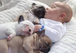 French bulldog puppies for sale johannesburg. The Best Parrots In The World French Bulldog Puppies For Sale In Gauteng