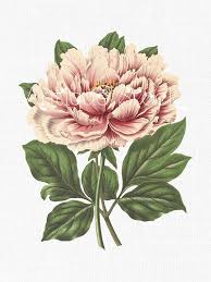 Peony Flower Pink Tree Peony Botanical Etsy In 2020 Peony Illustration Peony Painting Botanical Illustration Vintage