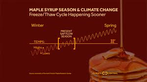 maple syrup season and climate change climate central