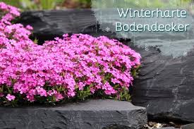 Winterharte Bodendecker 2586 In 2020 Bodendecker Pflanzen Winterharte Stauden