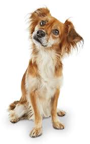 Simply register at petco.com/pinterest, then follow @petco on pinterest, create a board called my pet dreamboard and start pinning with inspiration from get 35% off repeat delivery when you shop kong at petco! Contact Us Petco