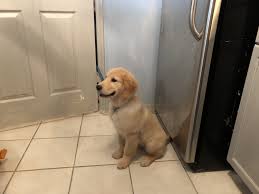 We have six out of nine pupies left we also have both parents they are great with kids they are so cute… Golden Retriever Puppies For Sale Jacksonville Fl 301098