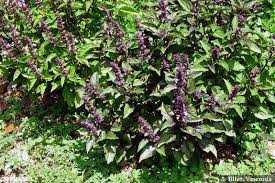 Image result for Ocimum fimbriatum