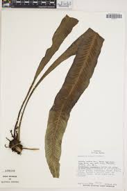 Image result for Asplenium holstii