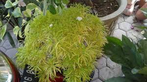 Maybe you would like to learn more about one of these? Tanaman Hias Daun Yang Indah Steemit