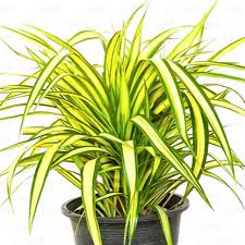 Image result for Pandanus