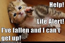 Help Life Alert I Ve Fallen And I Can T Get Up Cute Animal Photos Kittens Funny Adorable Cute Animals