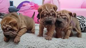 The breed comes from china. Horsecoat Sharpei Puppies 4 Weeks Old Youtube