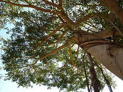 Image result for Kotschya prittwitzii