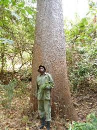 Image result for Milicia excelsa