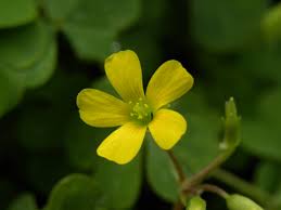 Image result for Oxalis corniculata