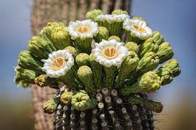 All cactus in arizona seem to welcome with all their arms ! Saguaro Blooms Arizona State Flower Photograph By Saija Lehtonen