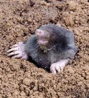 Where do bed bugs come from | 22.06.2013. Does The Law Allow You To Kill Moles Pest Control Products