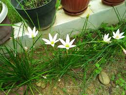 Bunga lili dikenal sebagai bunga musim panas dengan nama latin lilium. Bunga Lily Hujan Zepyranthes Peakd