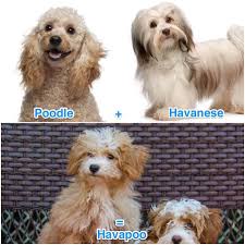 What Is A Havapoo The Havanese Miniature Poodle Mix All