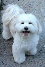Havanese Intelligent And Funny Yavru Kopek Kopek Sevimli Kopekler