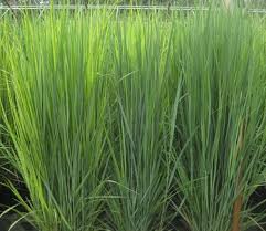 Image result for Panicum repentellum