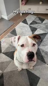 #mydogsredflags