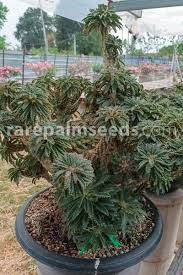 Image result for Dorstenia buchananii